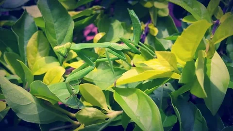 Large green and exotic mantis insect camouflaged in bushes and waiting to attack Stock Footage 241277556