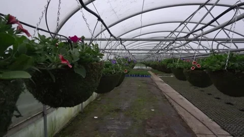 Large green baskets with flowers are placed in the greenhouse Stock Footage 276855893