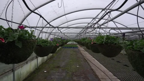 Large green baskets with flowers are placed in the greenhouse Stock Footage 276855952