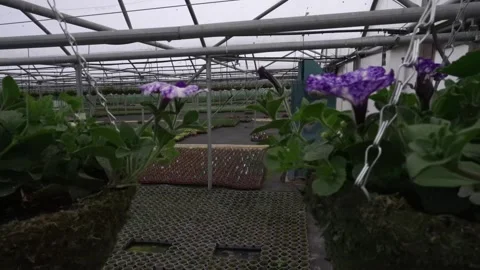 Large green baskets with flowers are placed in the greenhouse Stock Footage 276855957