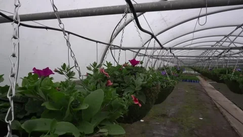 Large green baskets with flowers are placed in the greenhouse Stock Footage 276856118