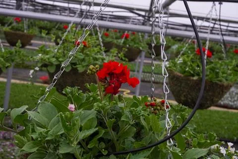 Large green baskets with moss and red flowers, photo in a greenhouse Foto stock