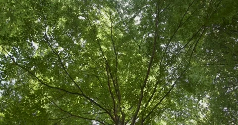 A large green beech tree canopy in sunlight and light winds Stock Footage 343617204