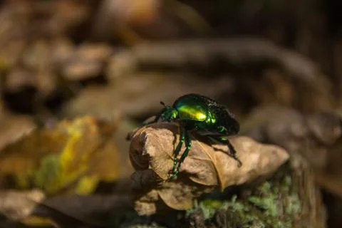 Large green beetle on a dry leaf Stock Photos