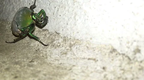 Large green beetle extreme macro Stock-Footage 56023812