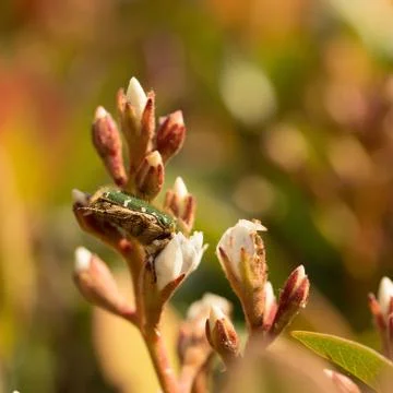 Large green beetle feeding on nectar from flowers. Stock Photos