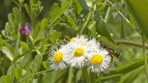 Large green beetle feeding on pollen from daisies. Stock Footage 130227423