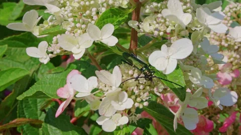 A large green beetle with a long mustache sits on a flower Stock Footage 164329062