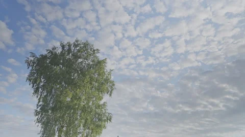 Large green birch in middle of field against blue sky Stock Footage 247795223