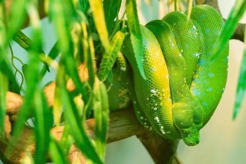 A large green boa constrictor hangs from a tree branch. Stock Photos