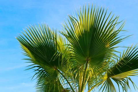 Large green branches on palms trees against the sky in the tropics. Fotos Stock