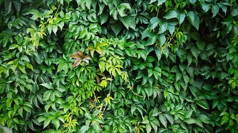 A large green bush of climbing plant in gardening outdoors Stock Photos
