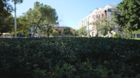 Large Green Bush in the Park. Cyclists passing on a blurred background. Slo.. Stock Footage 287587054