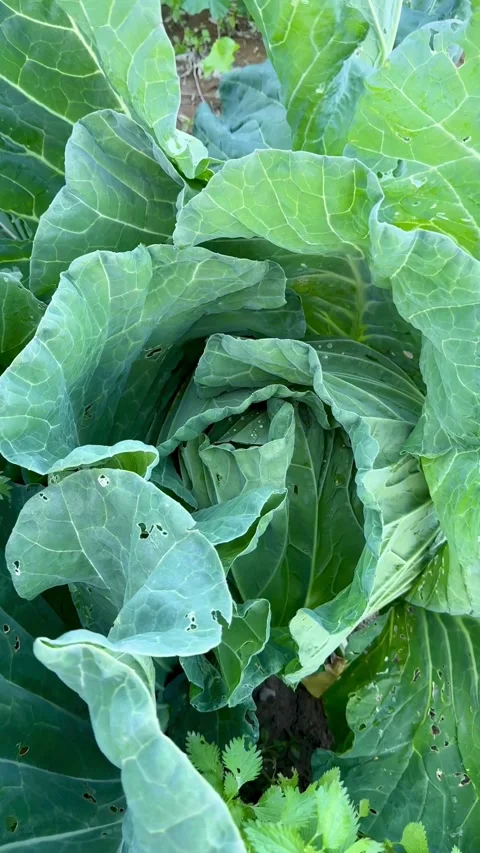 Large green cabbage plant grows in a vegetable garden Vídeos de archivo 331983291