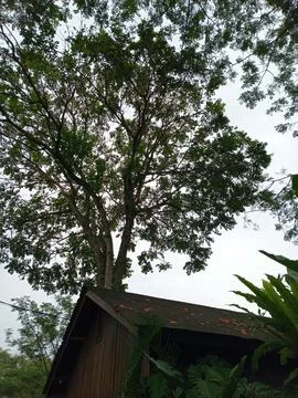 Large green canopy tree tall over traditional wooden hut roof Fotos Stock