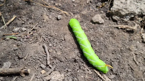 Large green caterpillar crawling on the ground Stock Footage 282043153