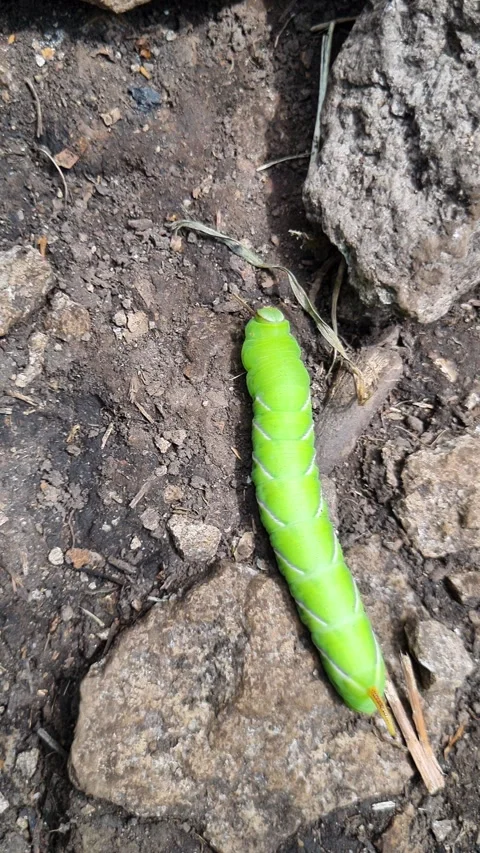Large green caterpillar crawling on the ground. Vertical video. Stock Footage 282107852