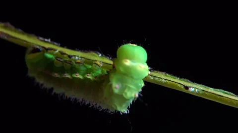 Large green caterpillar crawling slowly along a twig Stock Footage 336716976