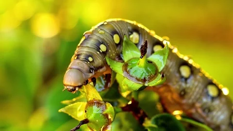 Large green caterpillar with dew drops on body eating plant leaves. Stock Footage 341070715