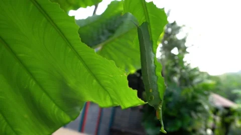 A large green caterpillar eats a green leaf. Vídeos de archivo 190081899
