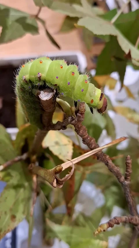 Large green caterpillar exploring a tree branch in daylight 스톡 동영상 337347574