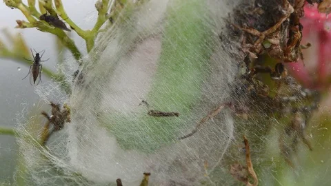 Large green caterpillar spinning a cocoon preparing to pupate. Stock Footage 106533754