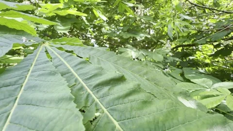 Large green chestnut leaf showing veins detail Vídeos de archivo 334760103