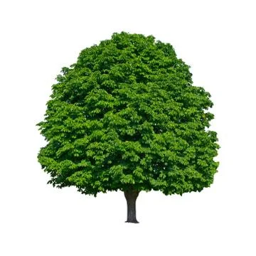 Large green chestnut tree grows in isolation Stock Photos