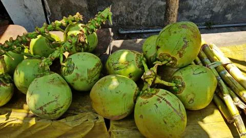 Large green coconuts cut from a tree lie on the ground. Stock Photos