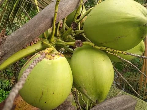 Large Green Coconuts on Palm Tree Stock Photos