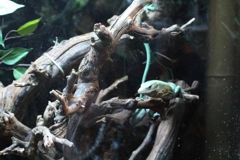 A large green, cold-blooded lizard in a terrarium Stock Photos