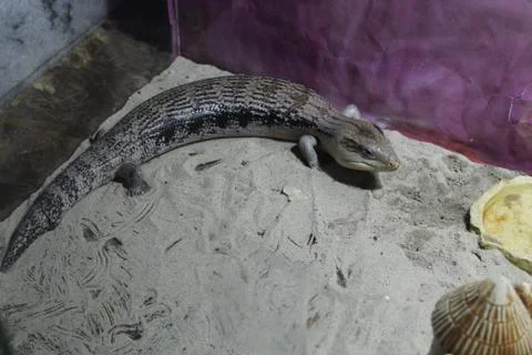 A large green, cold-blooded lizard in a terrarium Stock Photos