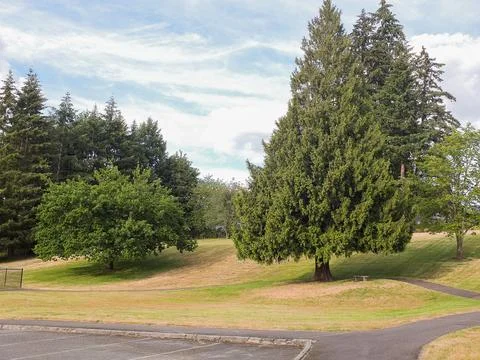 Large green conifer tree on a grassy hill in a park 写真素材