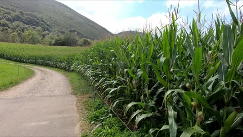 Large green cornfield Stock Footage 271063228