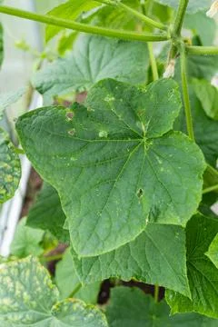 Large green cucumber leaf featuring visible insect damage and small holes g.. Stockfoto's