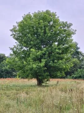 Large green deciduous tree in the middle of summer blooming meadow Stock Photos
