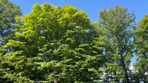 Large Green Deciduous Tree Swaying in Breeze Beside Power Lines Stock Footage 345831035