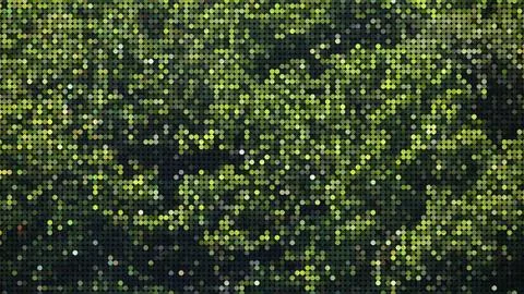 Large green dense forest on a mountain slope Stock Photos
