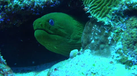 Large Green Eel With Blue Eyes Stares Out Of Its Hiding Place Inside A Coral 4K Stock Footage 68032321