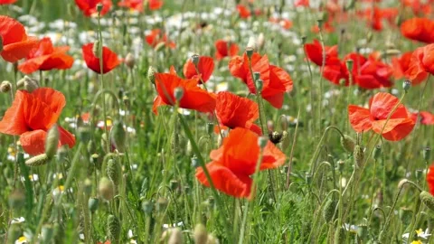 Large green field of common opium poppy flowers and capsules in the wind Stock Footage 156548491