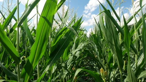 Large green field of corn on a farm Stock Footage 272791772