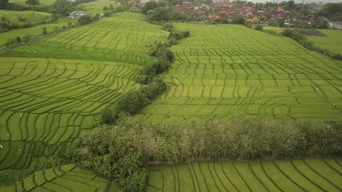 A large green field Stock Footage 155461285