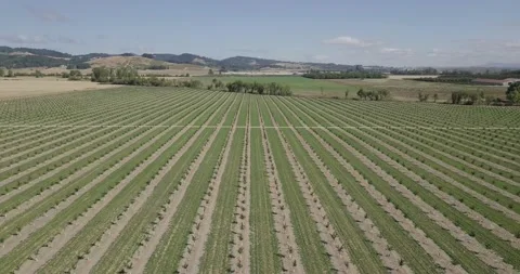 A large green field Stock Footage 155513116