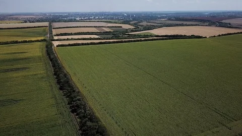 Large green field from a height Stock Footage 117342991