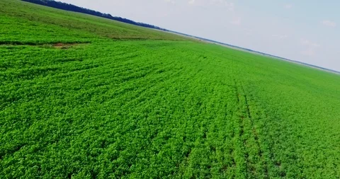A large green field High quality footage Stock Footage 127106239