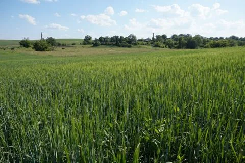 A large green field Stock Photos