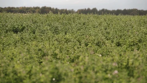 Large green field with thick grass, end of summer, abandoned agricultural land Stock Footage 128802451