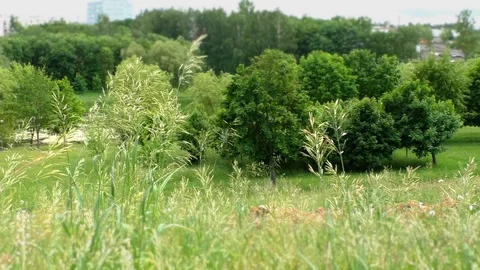 A large green field with trees in the background Video stock 129578984