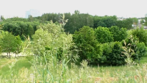 A large green field with trees in the background Stock Footage 129579219