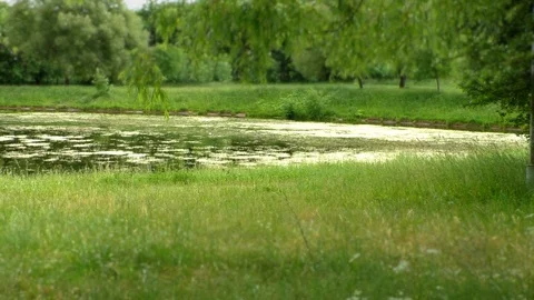 A large green field with trees in the background Stock Footage 129579783